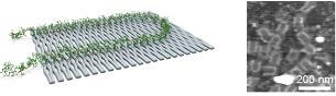 Schematic illustration and AFM image of poly(DNA-phenylene vinylene) on DNA origami.